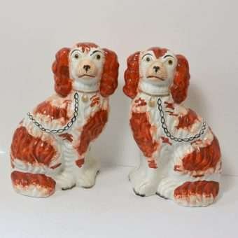 King Charles Cavalier Staffordshire