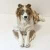 Royal Copenhagen Porcelain Collie c.1969-1973