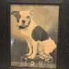 Rare 1901 W.G. Locke Platinum Print - "Nancy" the Boston Terrier - Large Framed Antique Dog Portrait
