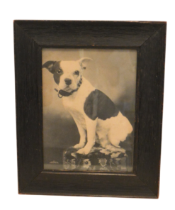 Alternative view of Rare 1901 W.G. Locke Platinum Print - "Nancy" the Boston Terrier - Large Framed Antique Dog Portrait