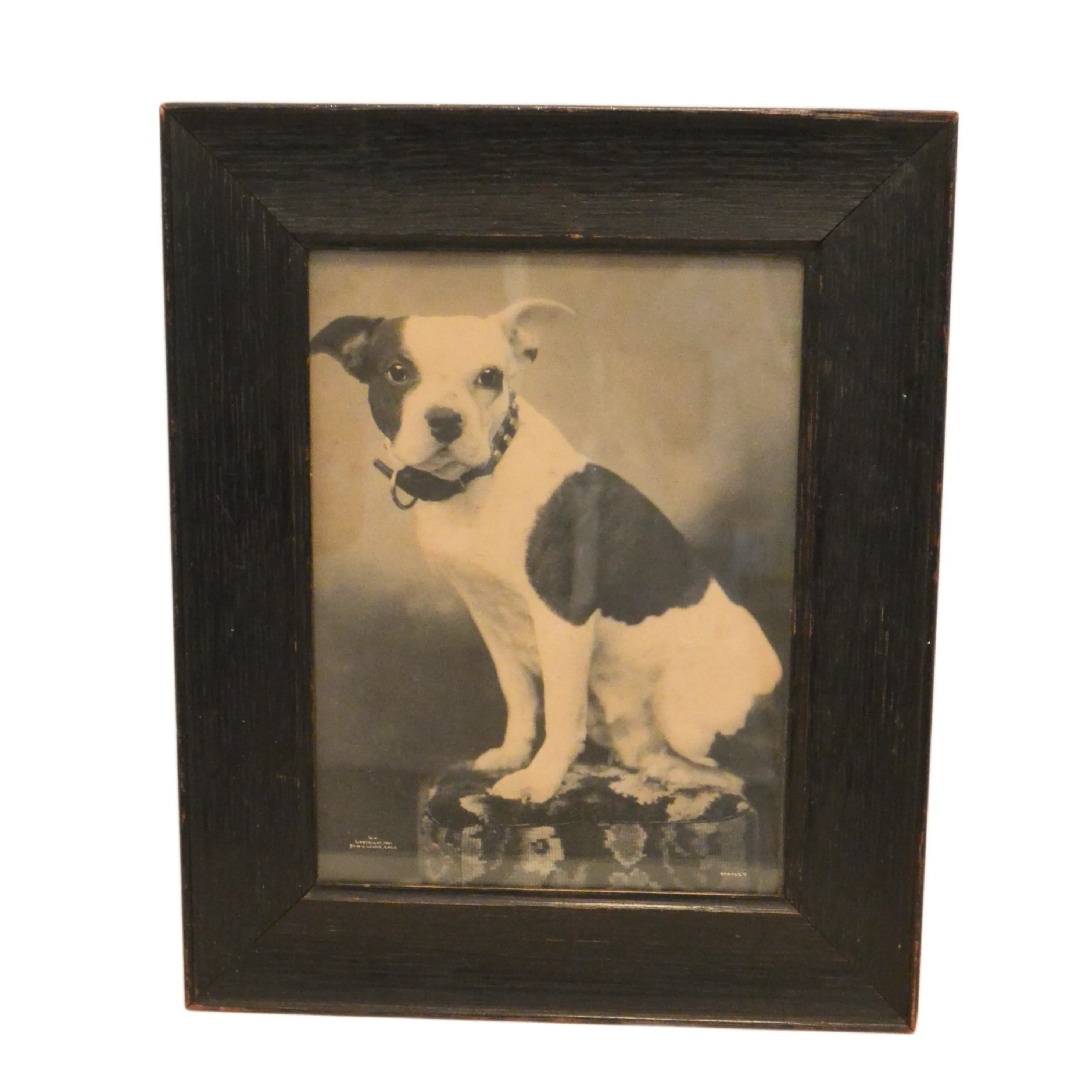 Rare 1901 W.G. Locke Platinum Print - "Nancy" the Boston Terrier - Large Framed Antique Dog Portrait - Image 2