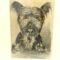 Vintage Skye Terrier Art-ART-21351